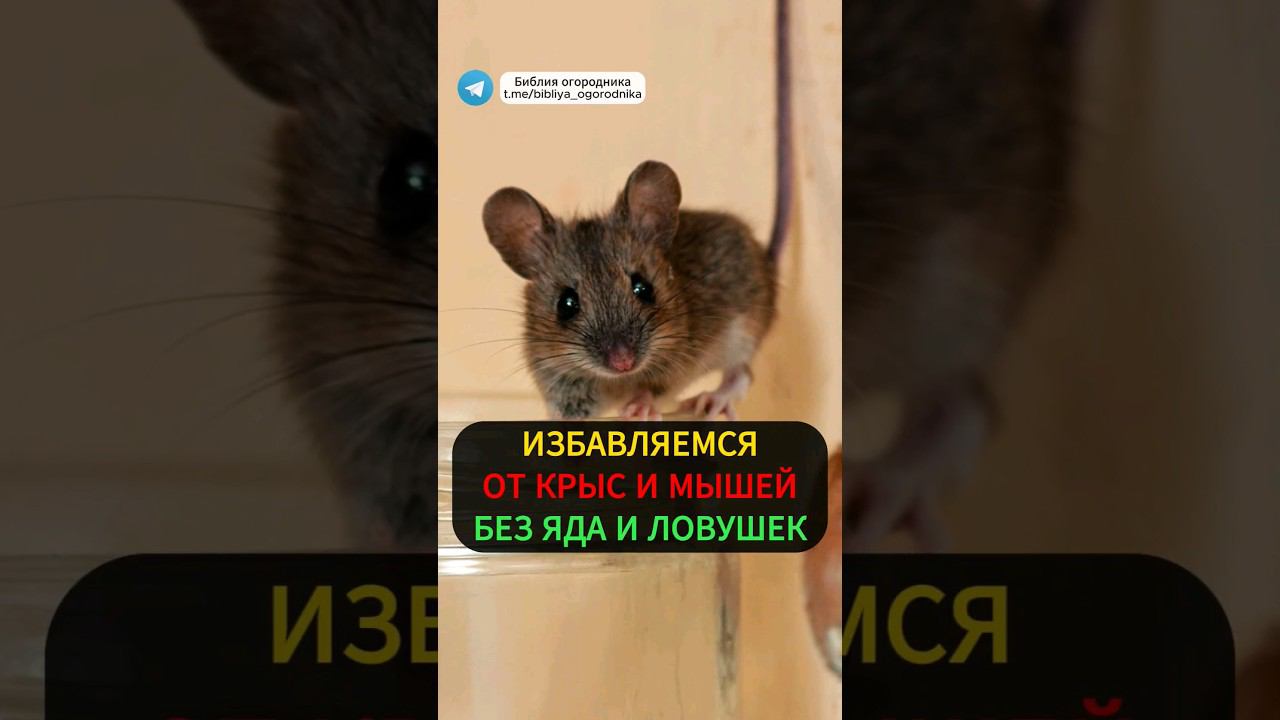 Как Избавиться от КРЫС и МЫШЕЙ ОДИН РАЗ и НАВЕСЕГДА! #дача #дом #крысы #мыши #огород #грызуны #сад