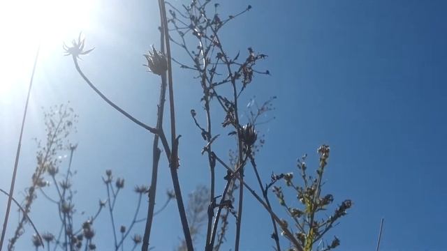 Шанти. Солнце. Вверх. Осень. Сознание. Умиротрворение. Медитация. Природа. Тишина. Поле. смотреть онлайн