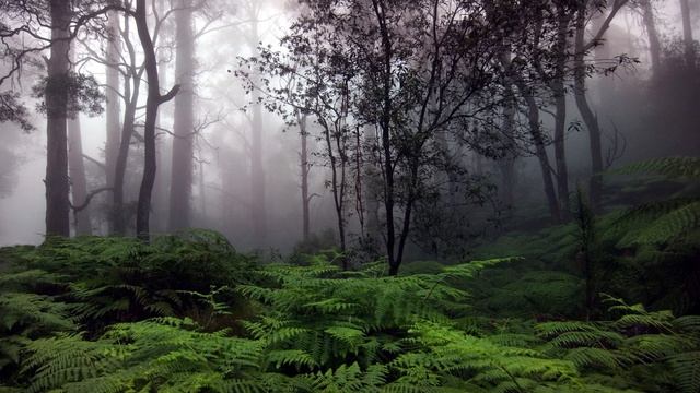 Расслабляющая музыка. Звуки дождя для медитации и сна. Сон. Дождь. Rain Sounds For Meditation Sleep. смотреть онлайн