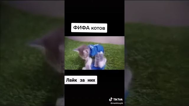 Что делают ваши коты когда вас нет дома