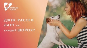 Джек-рассел лает на каждый шорох