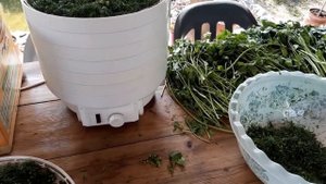 Как сушить зелень и травы в сушилке#сушкаукропа#сушкатрав#приправаиздомашнейзелени#сушкапетрушки