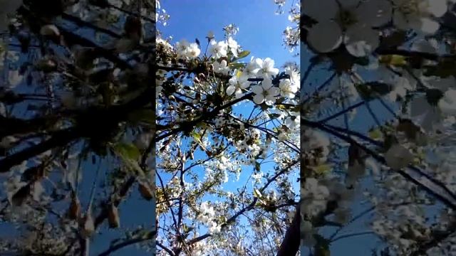 Вишня"Чёрная крупная"цветёт.07.05.2022г. смотреть онлайн