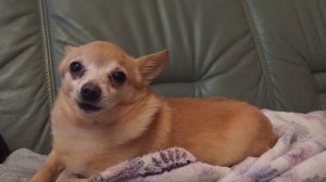 Собака мяукает _говорит мяу ЧИХУАХУА