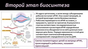 Биология 9 класс. Биосинтез белка в клетке