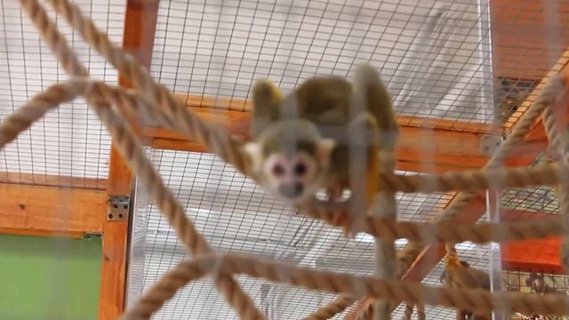 Ручной зоопарк. Пенза, Московская, 37, Высшая лига, 1-й эт. Тел. 8 (960) 320-22-02 смотреть онлайн