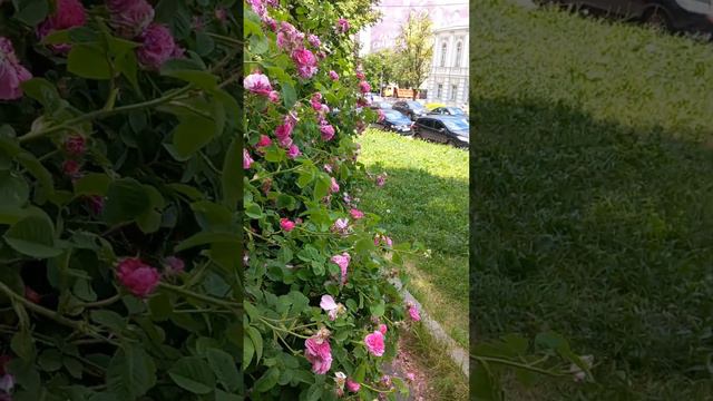 Tereshchenkivska Street, Kyiv, Ukraine. 06.june.2023. Rose Flowers.