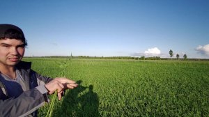 Посев вико-овса без обработки - первые результаты