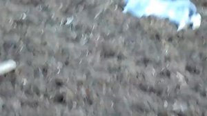 Можно ли кроликам давать сыр / Кролиководство