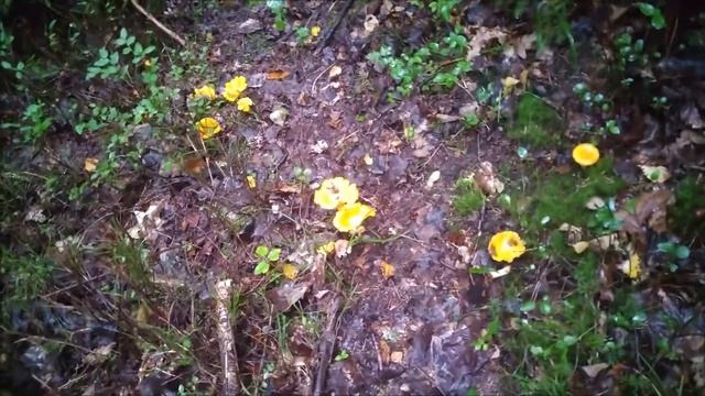 Дачный Food  Book 5 -Варим раков и лакомимся сырниками