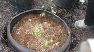 Посадка голубики с одновременным размножением Planting blueberries with simultaneous propagation