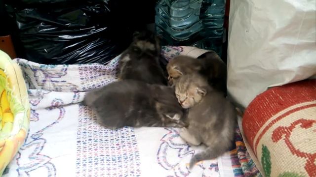 Маленькие крошки подрастают смотреть онлайн