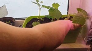 Помидоры и огурцы на подоконнике #2. Выращивание. Уход.