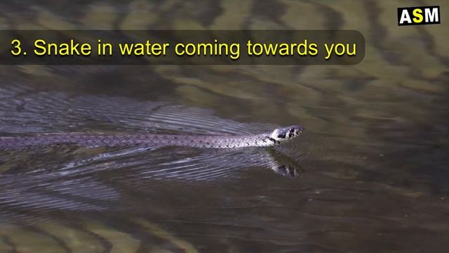 What does Snake in water dreams mean | Dream interpretation | seeing water in dream meaning смотреть онлайн