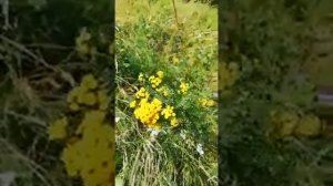 Пижма. Замечательное лекарственное растение! Общее описание свойств.