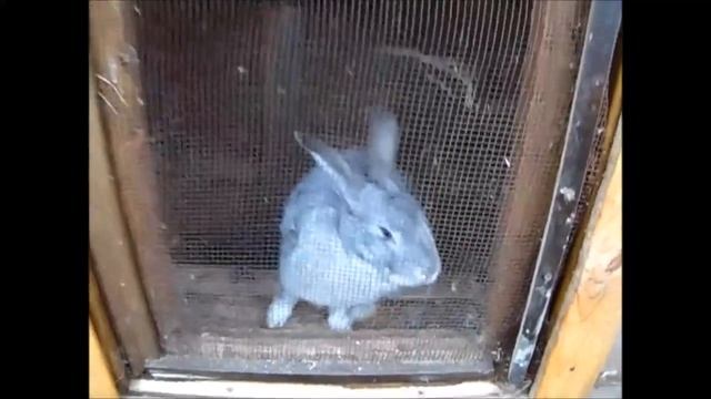 Гуляем на базе отдыха "Лесная поляна", контактный зоопарк, видео детям смотреть онлайн