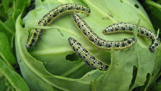 Как применять соду в огороде смотреть онлайн