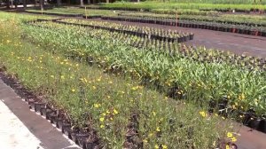 Питомник растений Зелёный сад