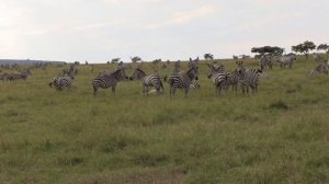 Кения. Maasai Mara. Гон у слона, очень ОПАСНО!