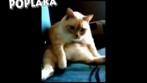 Подборка самых жёстких попадениям по яйцам!