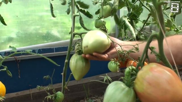 ЛУЧШИЕ СОРТА И ГИБРИДЫ ПОМИДОРОВ (ТОМАТОВ) В НАШЕЙ ТЕПЛИЦЕ. САД (ОГОРОД) И ТЕПЛИЦА смотреть онлайн
