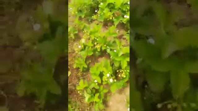 Земляничная нематода