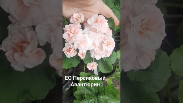 ЕС Персиковый Авантюрин Пеларгония