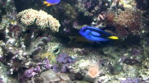 Морской аквариум -успехи в разведении/Marine aquarium breeding success