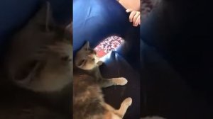 Мальчик отрезал кошке усы