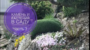 КАМЕНЬ И РАСТЕНИЯ В САДУ. Часть 3.