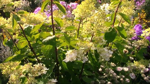 Мои гортензии.Киушу,Инкредибл,Пильчатая и грандифлора. смотреть онлайн