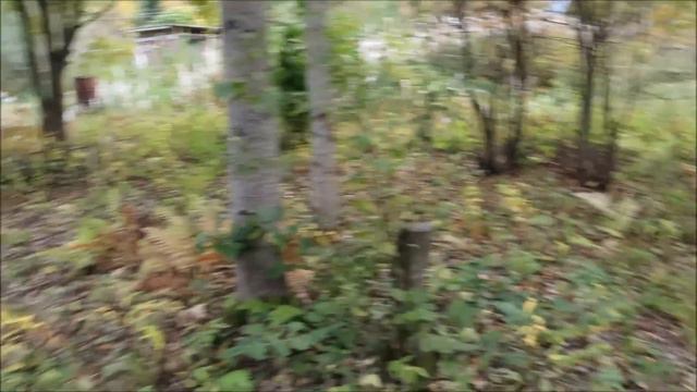 Наша дача: сбор уражая. Бахчевые созрели. Сентябрь 2015 года смотреть онлайн