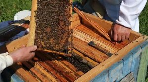 Наши пчёлы |  Ставим магазины под рапсовый мёд | Мини пасека пчеловодов- любителей