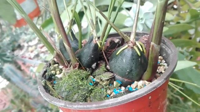 Моя оранжерея и сад — Серия 18 — Плейоне: орхидея-эфемероид / Pleione formosana / Orchids / Garden