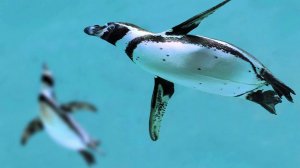 Беләсем килә: пингвин / Пингвин / Видео про животных для детей