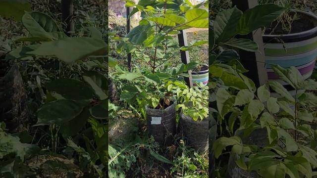 Лучшее медоносное дерево это Эводия Даниэля. Выращиваю из семян смотреть онлайн