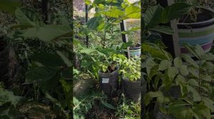 Лучшее медоносное дерево это Эводия Даниэля. Выращиваю из семян