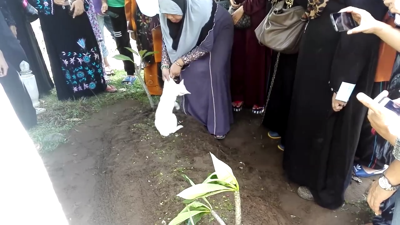 Кот на могиле хозяина смотреть онлайн