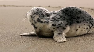 Маленький Тюлень познает мир