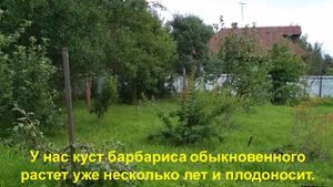 Барбарис