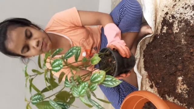 Aluminum plant...Pilea cadierei..my first plant to repot.... смотреть онлайн