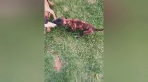 Голландская овчарка - Помет голландских овчарок от 7-8 недель - CANIL PATAS PRETAS CPP # 16