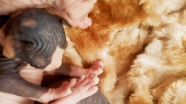 маленькие сфинксы смотреть онлайн