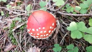 SYMA УЧИТСЯ ЛЕТАТЬ