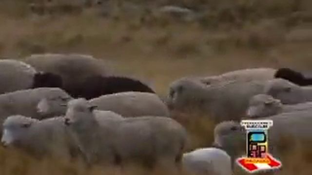 BANDA INTERNACIONAL SANTA CECILIA DE CÁTAC - UNA PALOMA & REGRESA MADRE смотреть онлайн