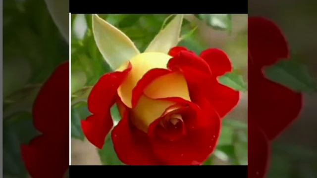 ДОБРОГО..ПРИЯТНОГО ВЕЧЕРА.. смотреть онлайн