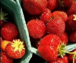 ИЮНЬ 2023  МАССОВЫЙ СБОР КЛУБНИКИ у Грудинина в Подмосковье Совхозе им. Ленина. Впечатления. Оплата