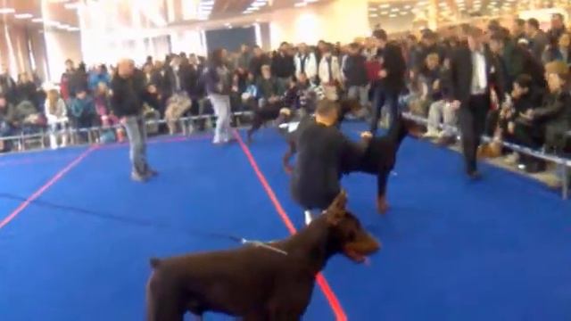 48.CACIB Beograd doberman смотреть онлайн