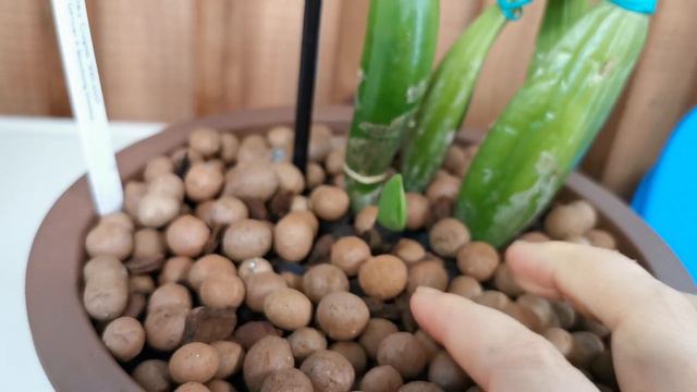 orchid兰花178.cattleya火山皇后10/03/2020 смотреть онлайн