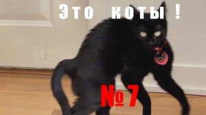 Новые видео с котами! Смешные коты, подборка. Часть 7. Приколы!  Смешно!  ЭТО КОТЫ !